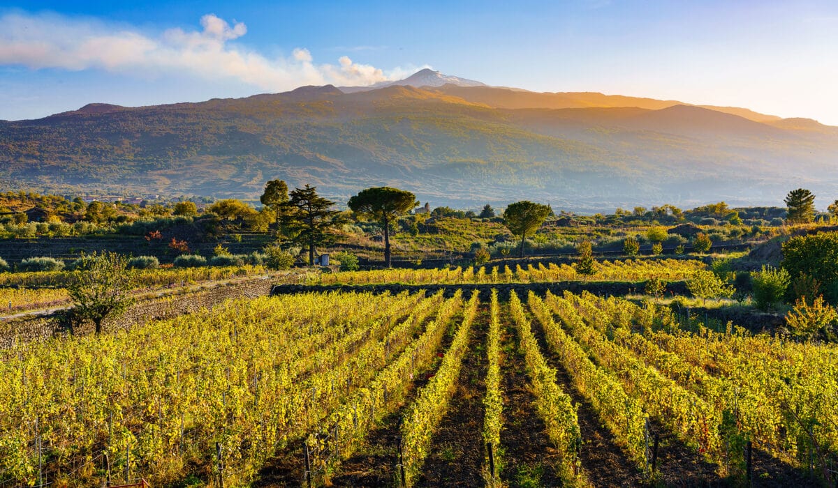 Mount Etna vineyard with volcano backdrop